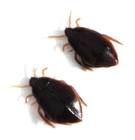 Cockroach Pair - V2 MAGIC SHOP